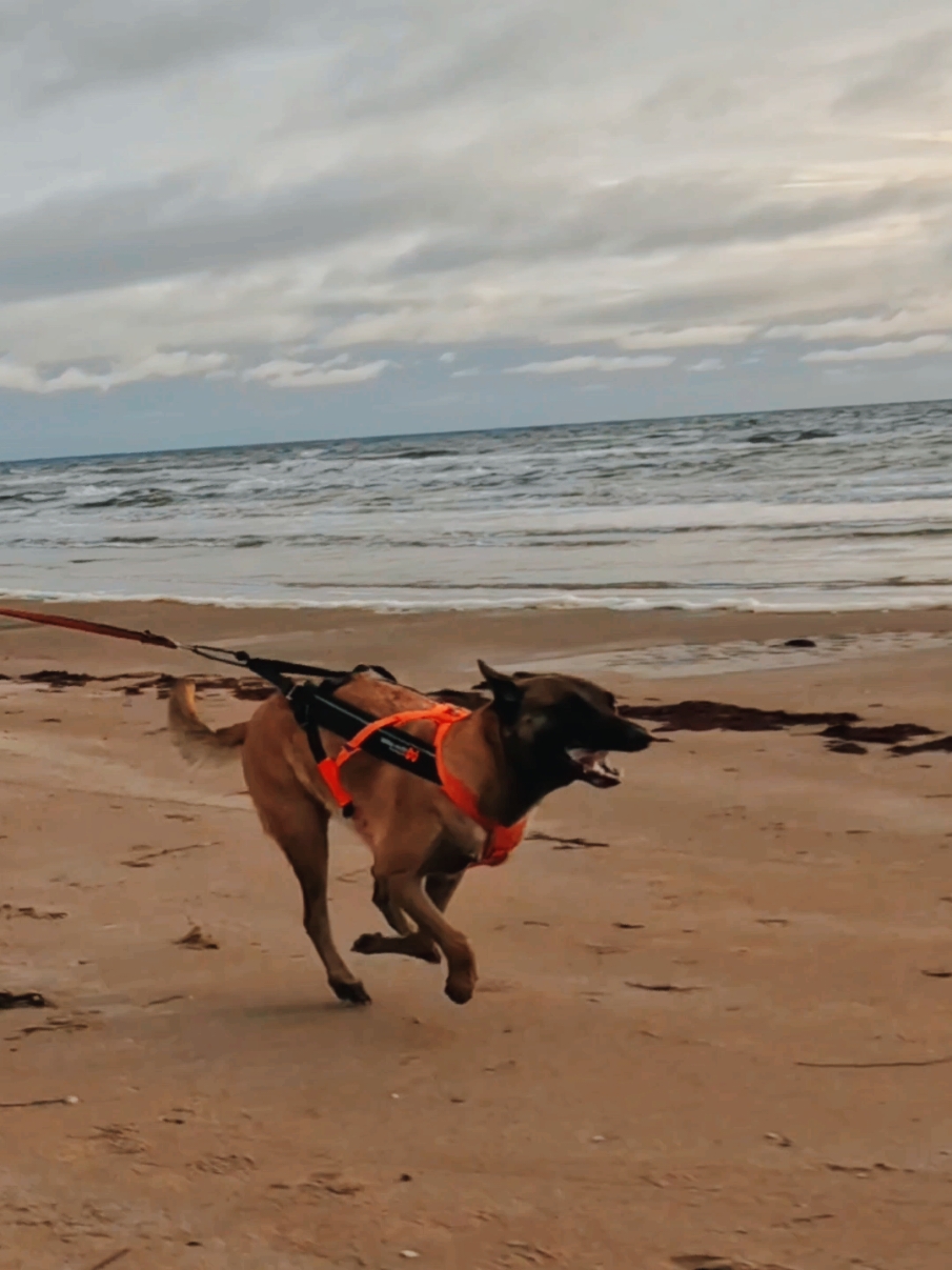 1K Sprint with Bella🤪 #malinois #run #dog #hund #löpning #runner #fit #sport #fyp #fy 