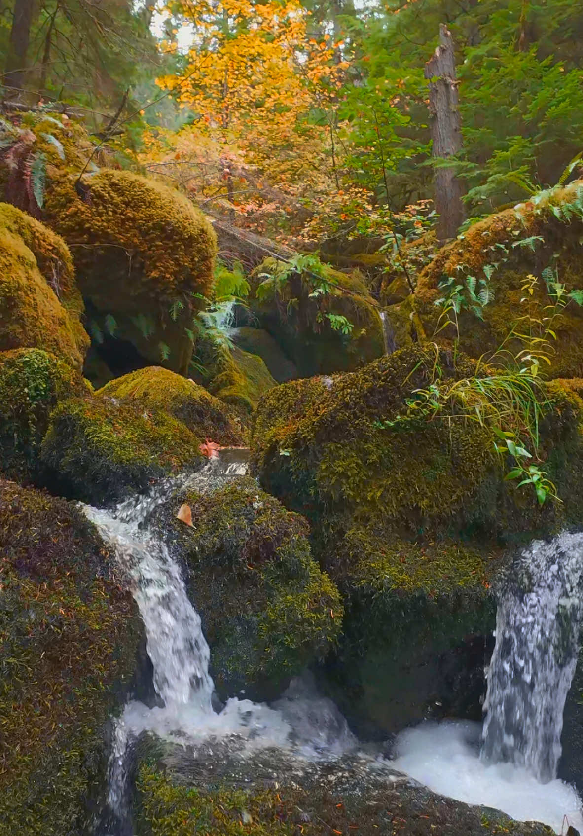 Gliding upstream over moss-covered rocks and through vibrant, lush landscapes on a stunning fall day—nature’s beauty at its finest 😍 #nature #Outdoors #cinematic #calm #autumn 