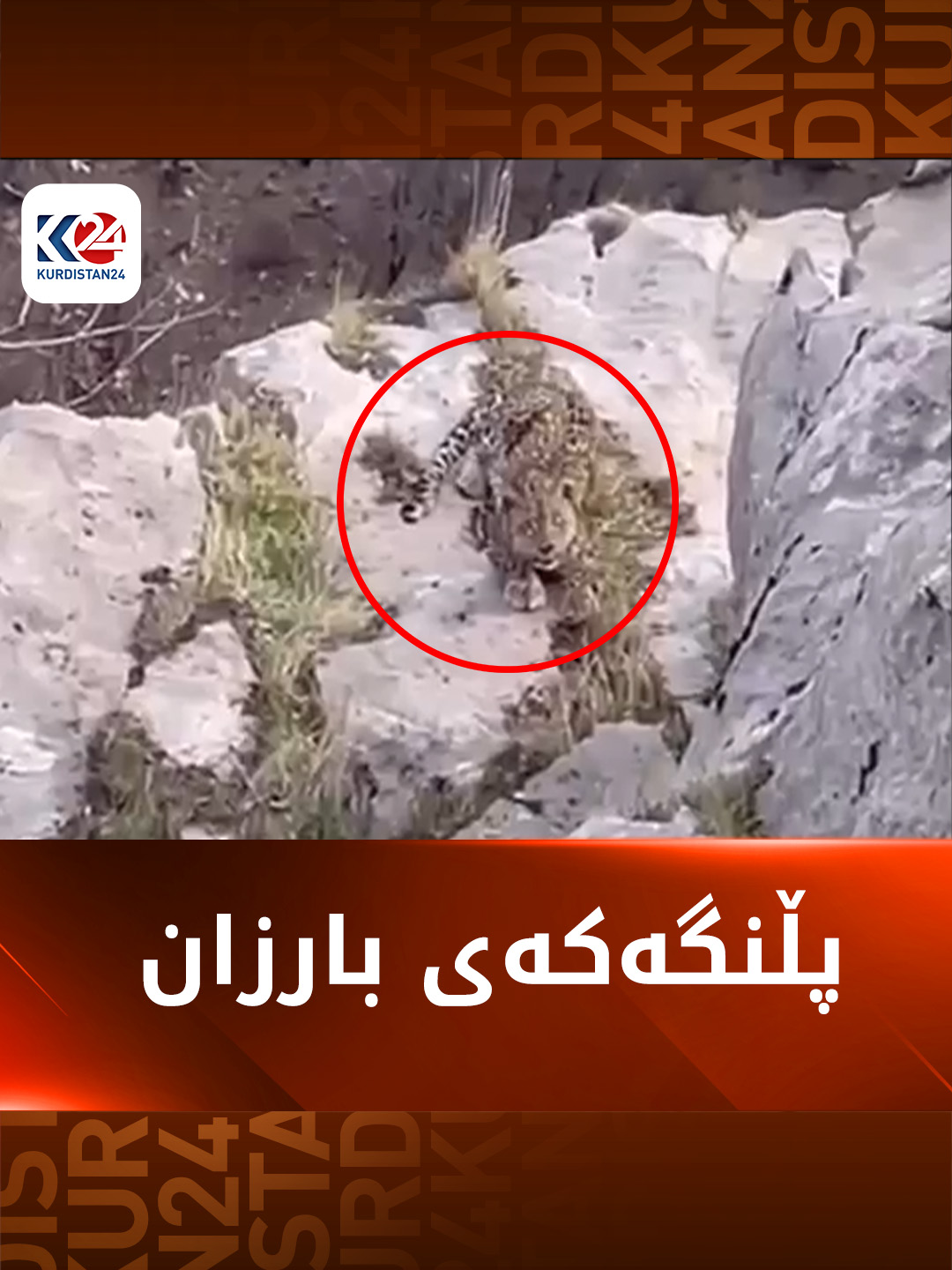 پڵنگێک لە گوندی هۆستان لە سنوری دەڤەری بارزان دۆزرایەوە #kurdistan #erbil #k24 #viral #kurdistan24 #zaxo #fyp #duhok