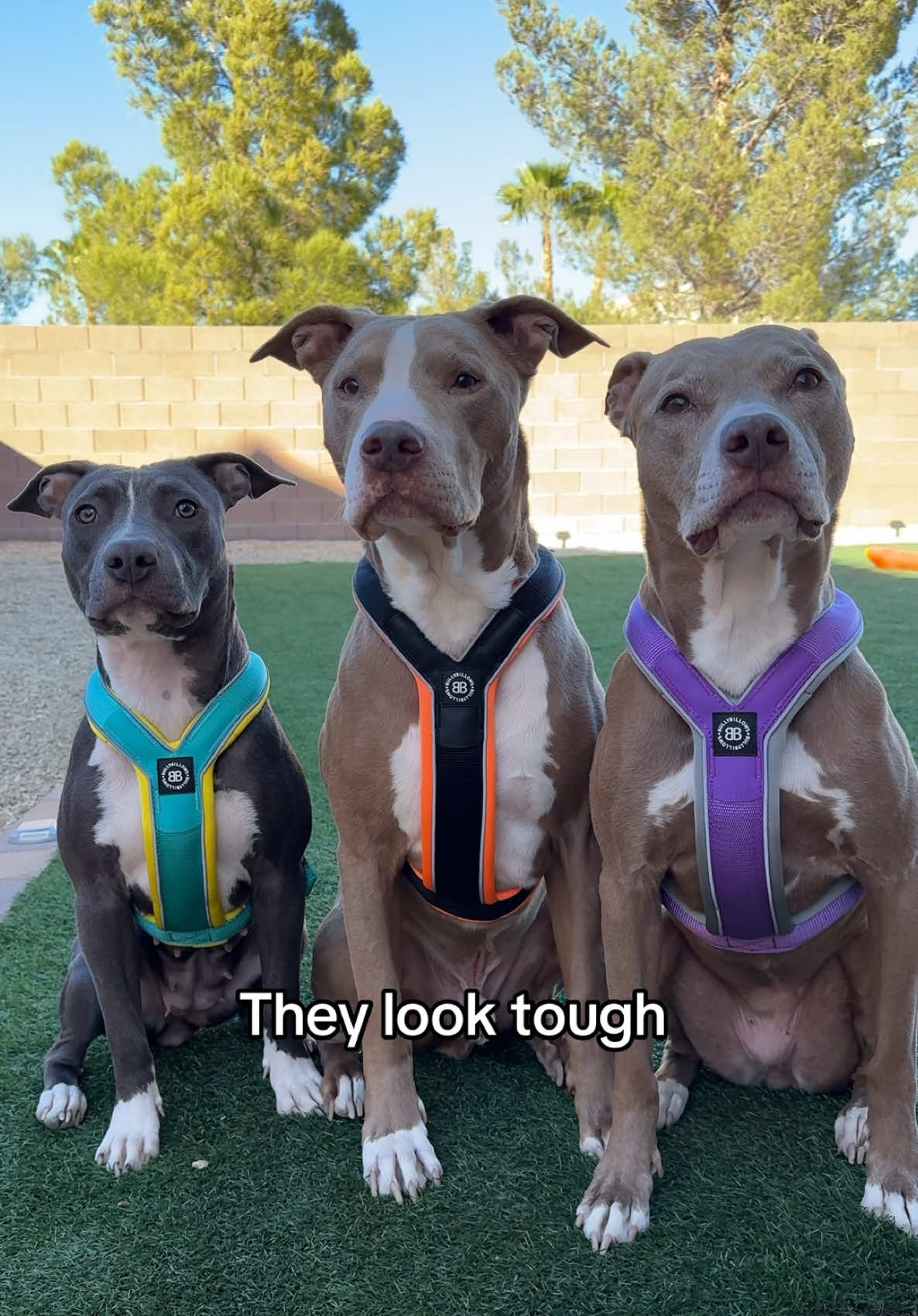 #pitbulls #dogsoftiktok #fyp #pitties 