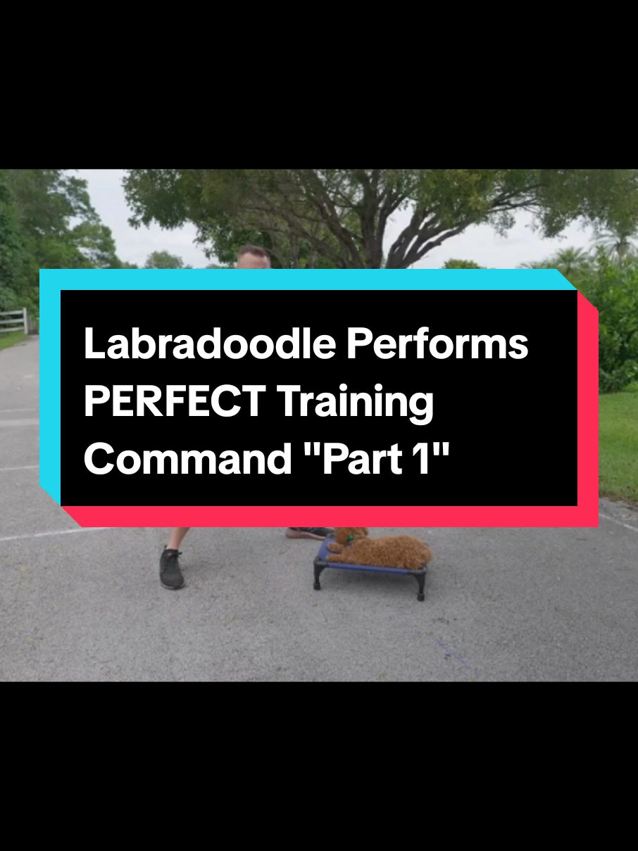 Part 1 || This Puppy Puts Most Dogs to Shame! AMAZING Labradoodle Performs PERFECT Training Commands #puppy #puppytraining #dog #dogsoftiktok #puppytiktok #dogtrainingtips #DogTraining #dogtok #dogtrainingadvice #LearnOnTikTok #dogtrainingtricks 