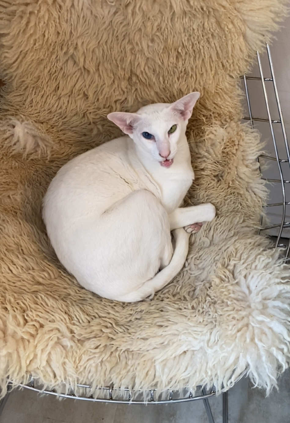 Important message this morning!! #handsome #normancat #orientalshorthair #catsoftiktok #orientalshorthaircat #orientalshorthairsontiktok #sleepy #meow 