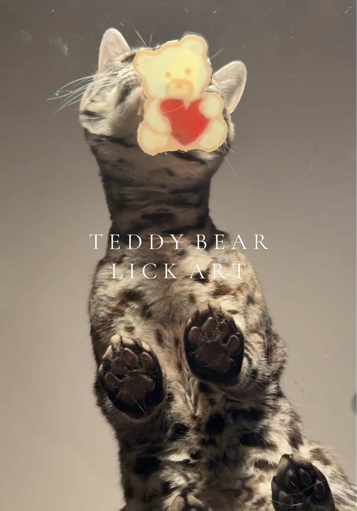 teddy bear lick art 🧸❤️ created using @Untamed Cat Food Naturalicks Treats  #silverbengal #ukcats #cattreats 