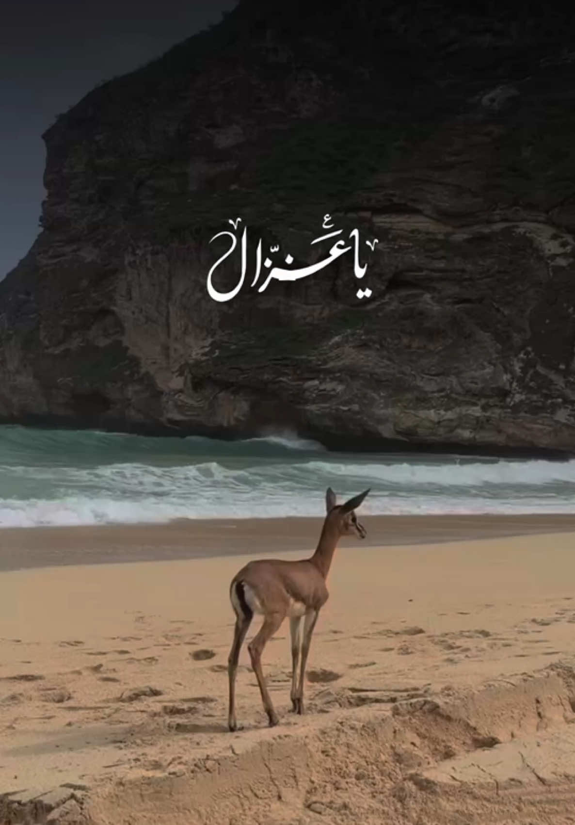 يا غزال ارجوك قل لي يا غزال..🦌❤️