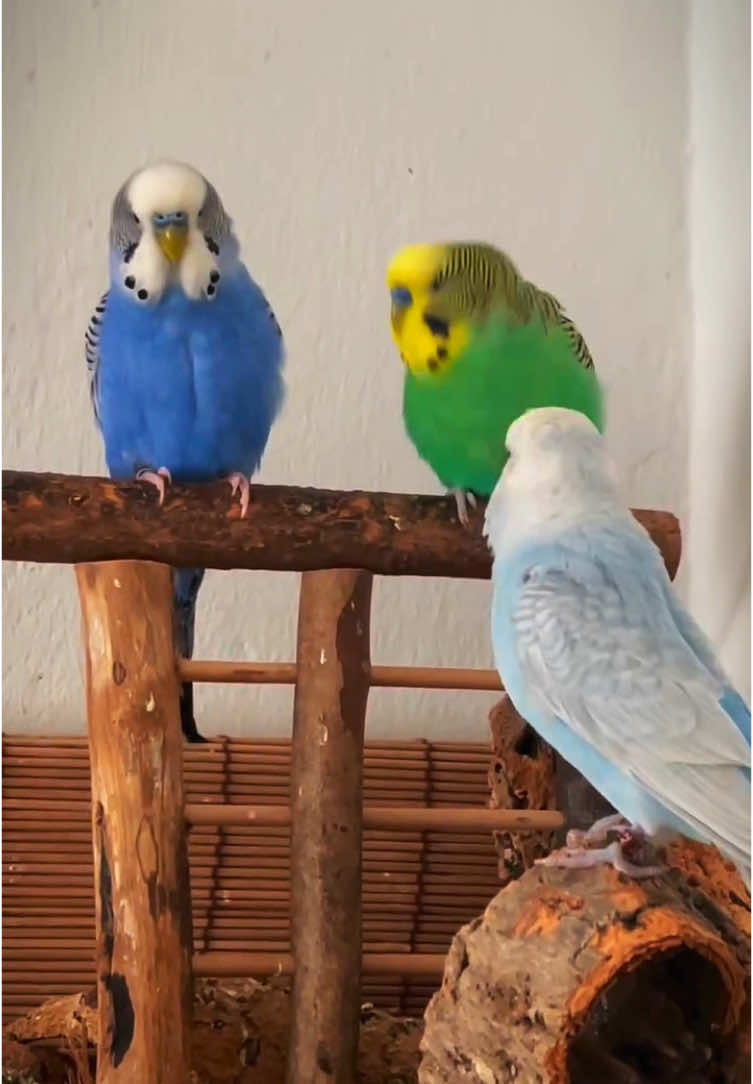 Budguie sound#birdsofafeather #birdlife #birdlover #birdsofprey #fouryou #birdlovers #fou #fouryoupage_tiktok_ #fpy #fpyシ #short #shorts #birdslove #bird #birdwatching 