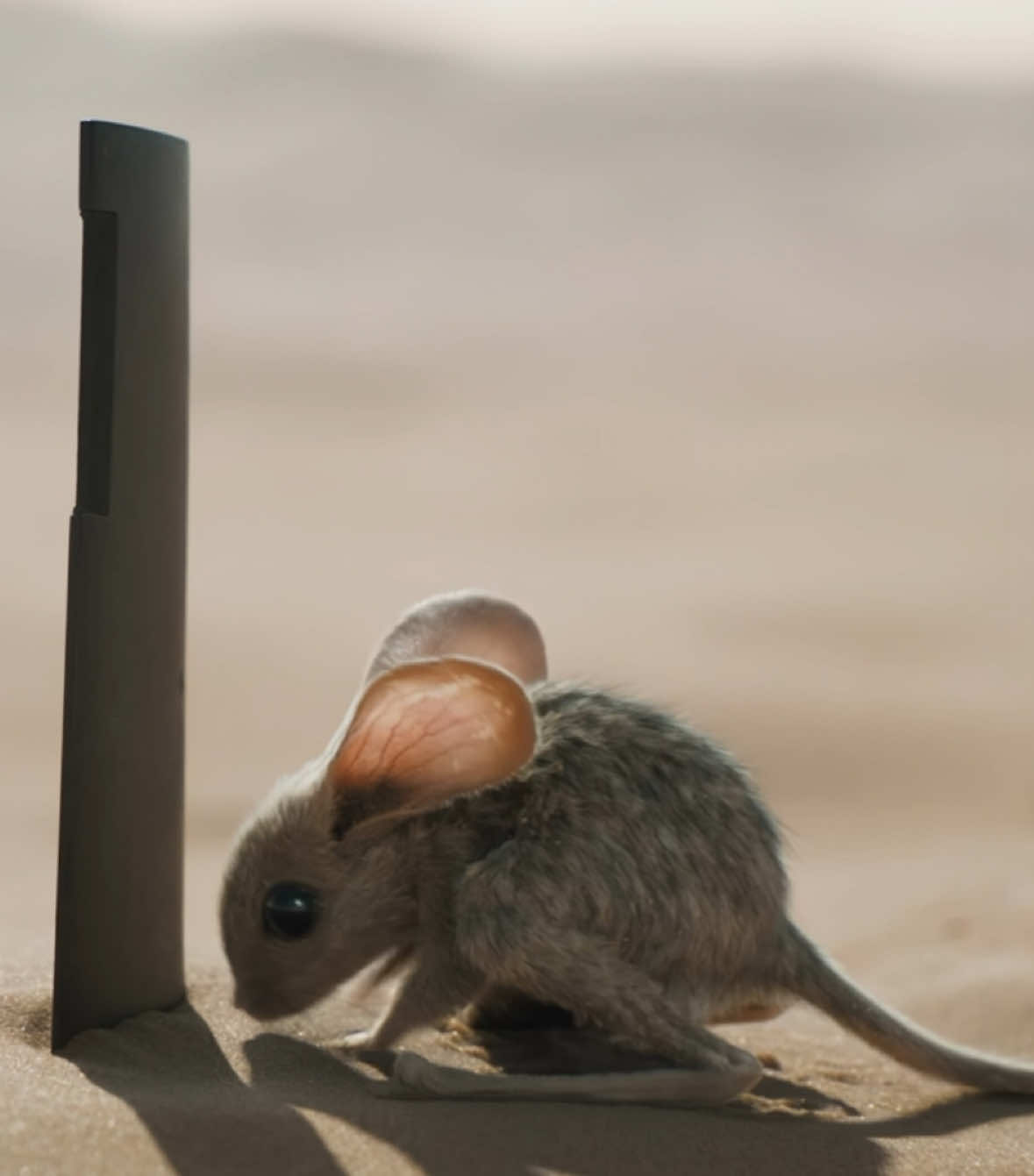 Muaddib desert mouse dune. To be one with the desert. I recreated the sound design in the mouse clip using envato elements and the original recordings of the red squirrel by Dani Conner.  Song: Xtal - Aphex Twin (Inspired by @SNOW )