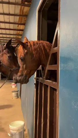 #دينار #خيل_عربي_اصيل #taif #خيل_وخياله الشيخ دينار الصحراء🤎🐴🐎 #اعرب #الضحياء  