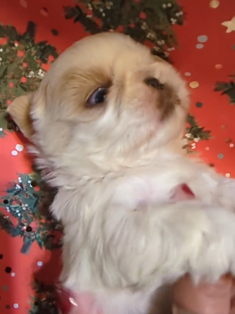 Santa Rosa Shih Tzu Puppy™️ #doglove #cutepuppy, #shihtzulove #smalldogs #smalldog #dogs  #shihtzupuppy #shihtzu #shihtzus #puppies #puppy #shihtzulife #shihtzupuppies #puppylove #hypoallergenicdogs #hypoallergenic  #farmlife #puppy, #love, #joy, #happiness #smalldog #smalldogs #companionship  #rva #vabeach, #male #cutepuppy #unavailable #foreverfamily #farm #male #hypoallergenic #companionship #shihtzusoftiktok #christmas #christmas2024 