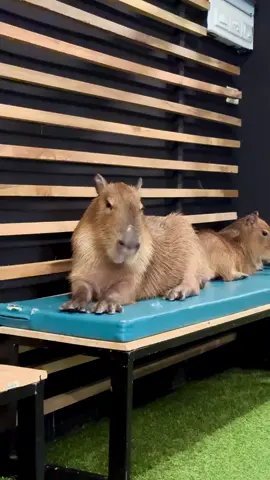 ¿Casi perdemos los dedos? Evidentemente. #capibara #tai #thailand #kohsamui #viajes #cafeteria #animalsoftiktok #animal #capi @Ale 🤠 #fu #divertido 