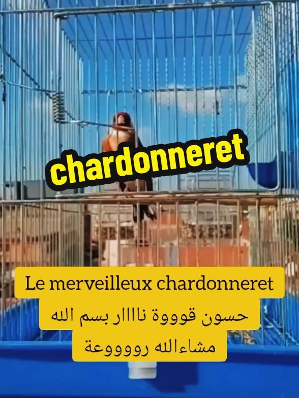 Le merveilleux chardonneret chardon الحسون و المقنين tips tiktok videos #chardonneret #jilguero #france🇫🇷 #paris #Nice #lyon #marseille #fyp #fy #Madrid #barcelona #Viral #Malaga #fouryou #viraltiktok 