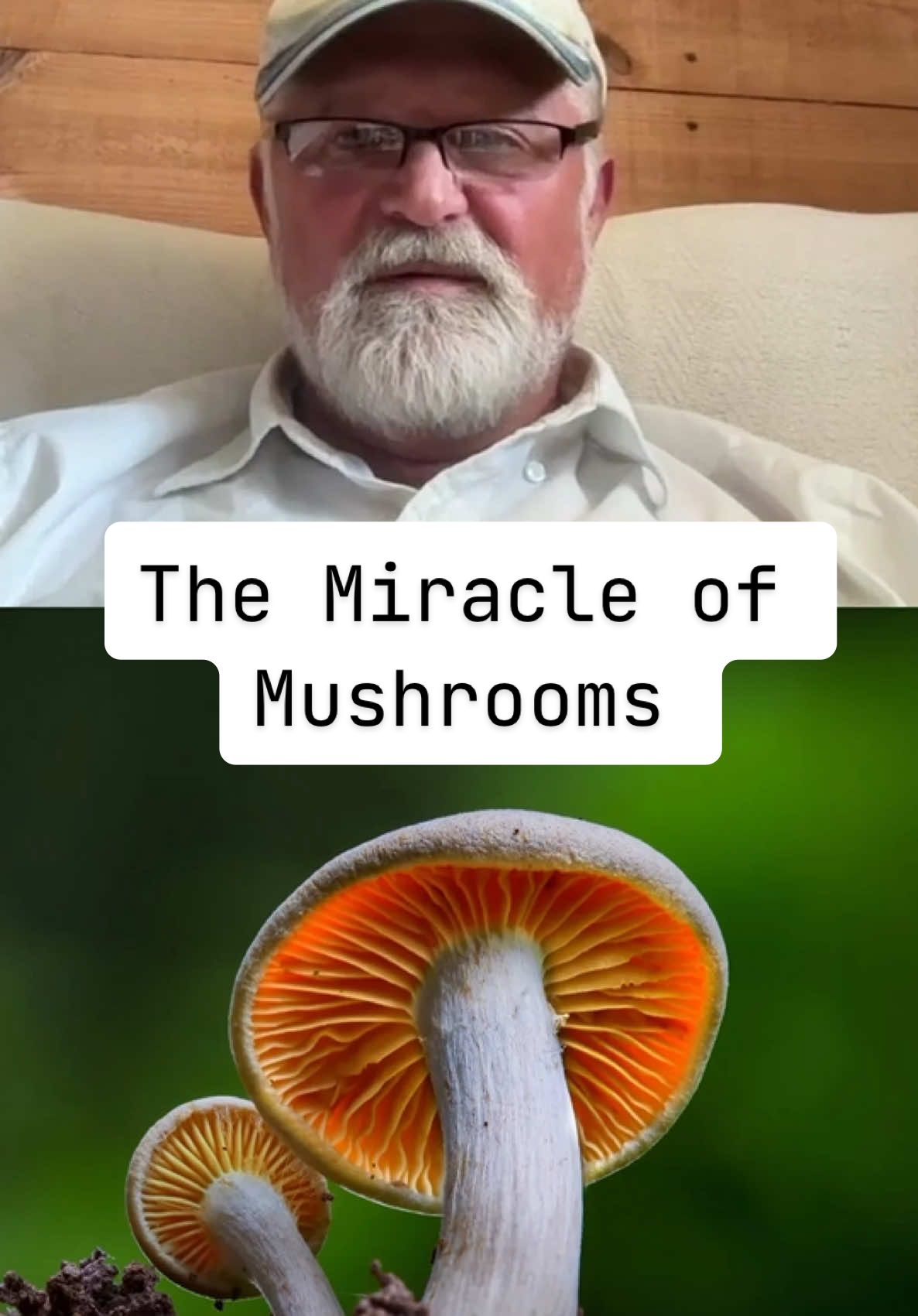 Did you know that mushrooms rot wood?  Listen to the full episode wherever you get your podcasts! David Wechsler | Electroculture, Pyramid Power, & Ancient Energy Wisdom on “The Higherside Chats”. #thehighersidechats #deeptalks #mushrooms #science