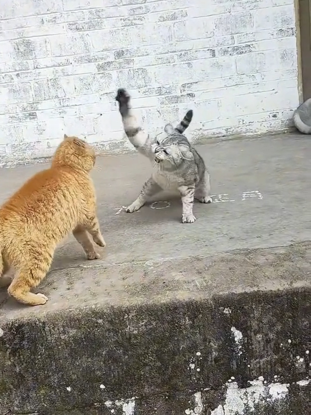 Fights without rules  🥰🥰🥰 Бої без правил #кіттіктокер #кітукраїнець #кіт #cattok #catlover #cats #catsoftiktok #cat #cute #кот #kitten #котики #коты #котенок #котикиприколы #котыприколы #смешное #смешныеживотные #собака #собакадругчеловека #собаки #dog #dogsoftiktok #dogs #doglover #tiktok #собакиприколы #котики #котикиприколы #кумеднікоти #catsoftiktok #yellowcat #котысобаки #котята #котыприколы #собакиприколы #приколы #лучшее 