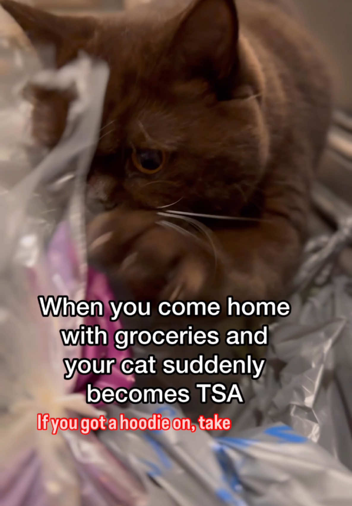 The toughest security check there is.  #catsecurity #grocerybaginspector #funnycats #tsa #mikaandmocha #britishshorthair #chocolatebritishshorthair #catlife #catvideos #catlover #fluffycat #catsoftiktok #catmemes 