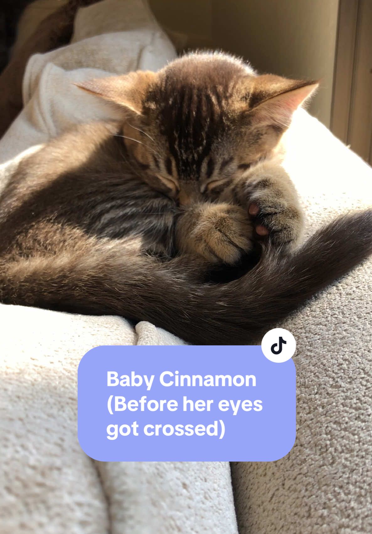 Replying to @Mirisha check out her eyes at the end. We’ve had her since she was five weeks old and her eyes didn’t cross until she was about a year old 💕  #tabbycat #catmom #crazycatlady #fosterfail #cutecat 