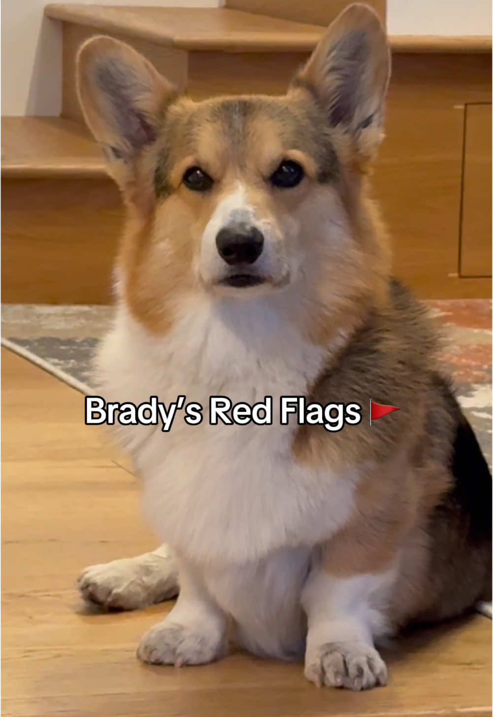 Just a few of Brady’s red flags 🚩   #corgi #funny #redflag #pets 