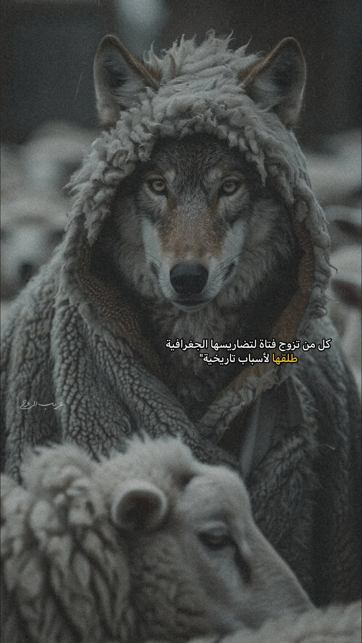 #شعر #كتاباتي #اقتباسات #حكم #حكمة #sad #explore 