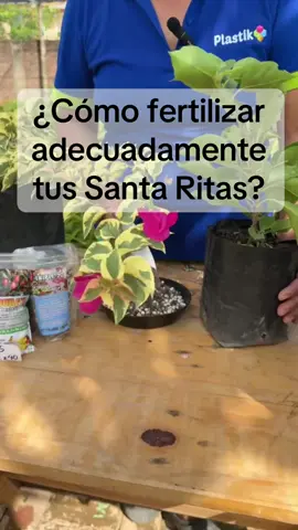 Fertiliza tus Santa Ritas cada 15 dias de esta manera! #raicesverdes #bugambilias #santarita #fertilizante 