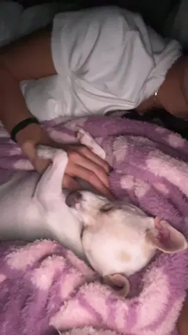 #chihuahua 
