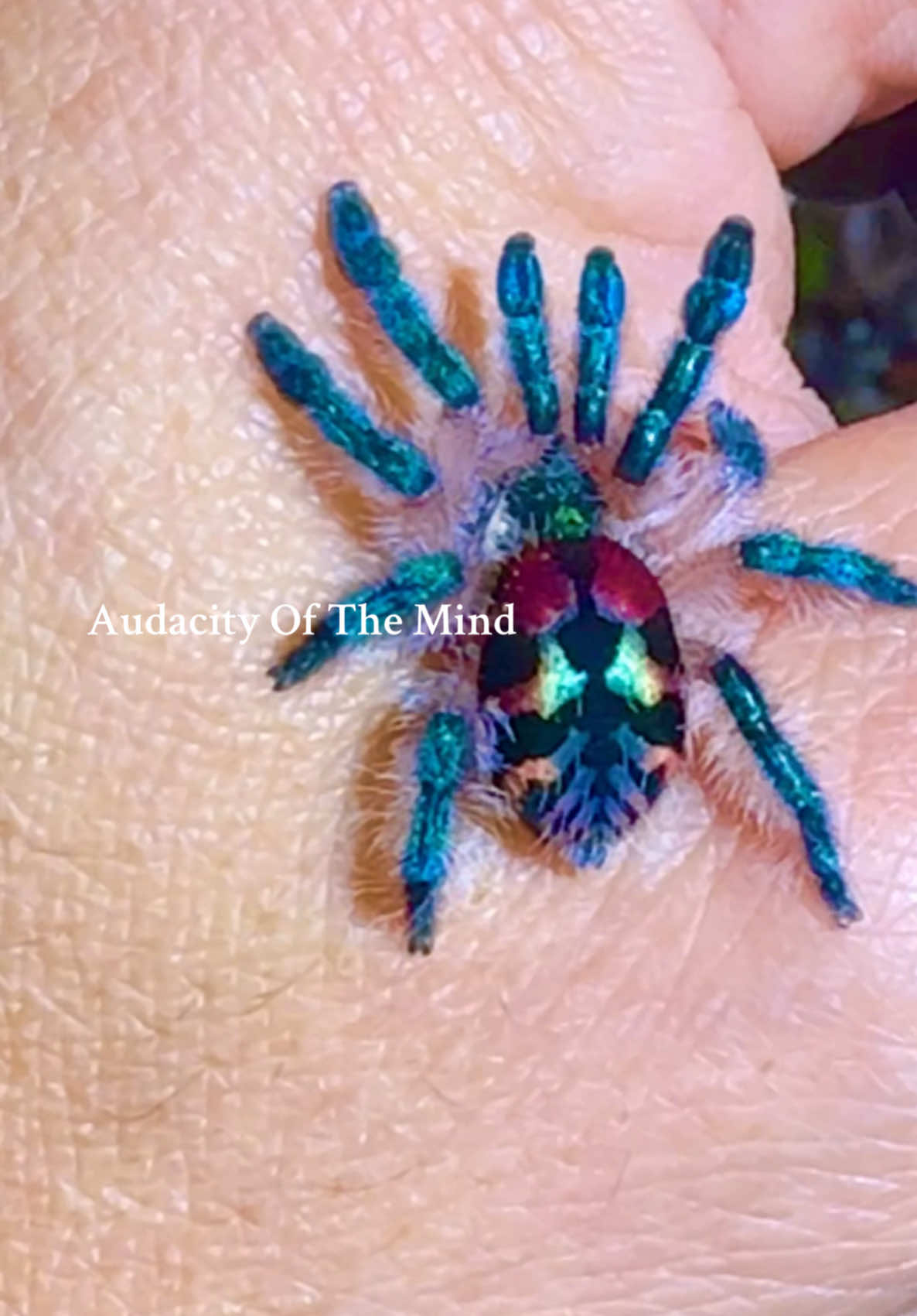 Happy to know that it’s confirmed I  have both female (Gwen) and male (Miles) dwarf Brazilian Jewel Tarantulas and will be breeding them next year or two! 😍 DM for serious inquiry for waitlist! Thank you  _______________ #brazilianjeweltarantula #tseladoniatarantula #tseladonia #tseladoniaofinstagram #brazilianjeweltarantulaofinstagram #tarantula #dwarftarantulasofinstagram