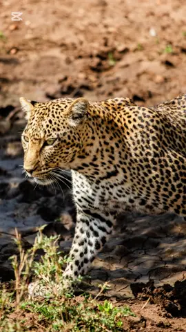 🐾 Spotted in the Serengeti! 🐆 The elusive leopard, master of stealth and elegance, was captured through the lens of our talented guest @Stefano Casto , who joined ILMAASAI EXPEDITION TANZANIA for an unforgettable adventure with his friends @Ana Maria Mc @Davide Rizzo @Simone Casto @Matteo Casto Moments like these remind us why Serengeti National Park is a wildlife paradise! At Ilmaasai Expedition Tanzania, we specialize in turning dream safaris into reality. From breathtaking encounters to unforgettable memories, your journey with us is crafted to be extraordinary. 🌍 Ready for your Serengeti moment? 📞 WhatsApp us: +255784430477 | +255621269604 @Collin Loth Msechu 🇹🇿  📩 Book your safari today Email : ilmaasai@hotmail.com | info@ilmaasai.co.tz Website : www.ilmaasai.co.tz  #CapCut #ilmaasaiexpedition #serengetisafari #leopardtales #leopardinserengeti #zanzibar #traveltanzania #tanzaniatravel #wildlifesafari #bigcatsofafrica #exploretanzania  #natureisbeautiful #serengetinationalpark #tansania #Tanzania #tanzaniasafari #serengeti #Ngorongoro  #tarangire #exploretanzania #traveltanzania #wildlifetanzania  #tarangirenationalpark #tanzaniaadventure #visittanzania #tanzaniaexpeditions #safaritanzania #touroperatorintanzania #bestlocaltouroperatorintanzania #localtouroperatorintanzania #safariintanzania #ilmaasaisafari #expeditiontanzania