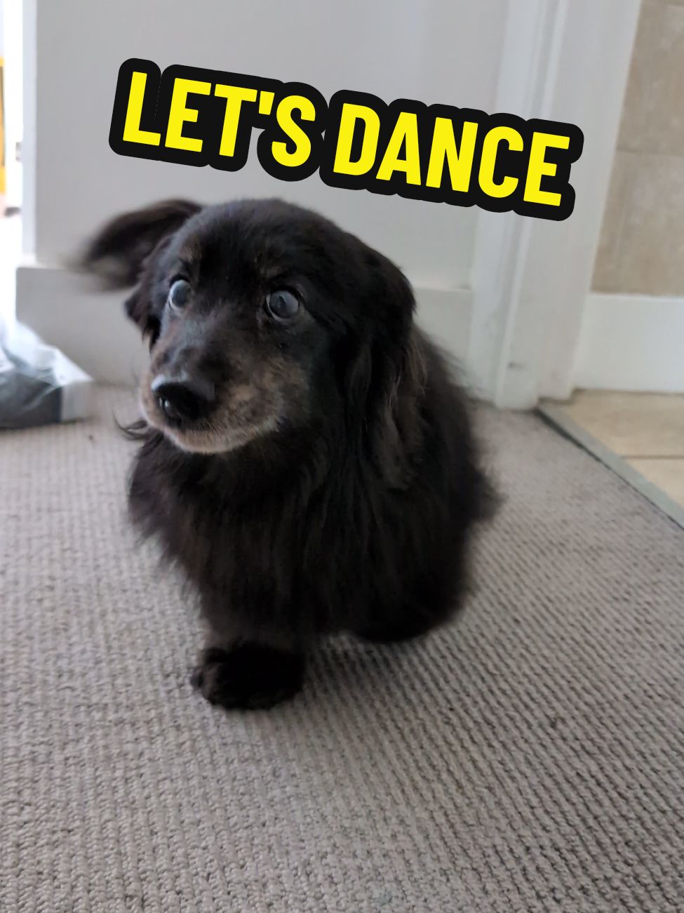 LETS DANCE BOYS! #dachshund #dancingdog #koreandancetrend #koreandance #sausagedog #doxie #dogsoftiktok 