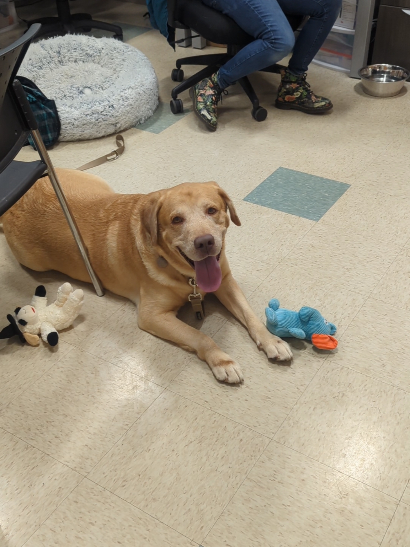 Bring this big boi home with you for $10 during Operation Silent Night  #richmondanimalleague #adoptadog #operationsilentnight #adoptionspecial #shelterdog #osn 