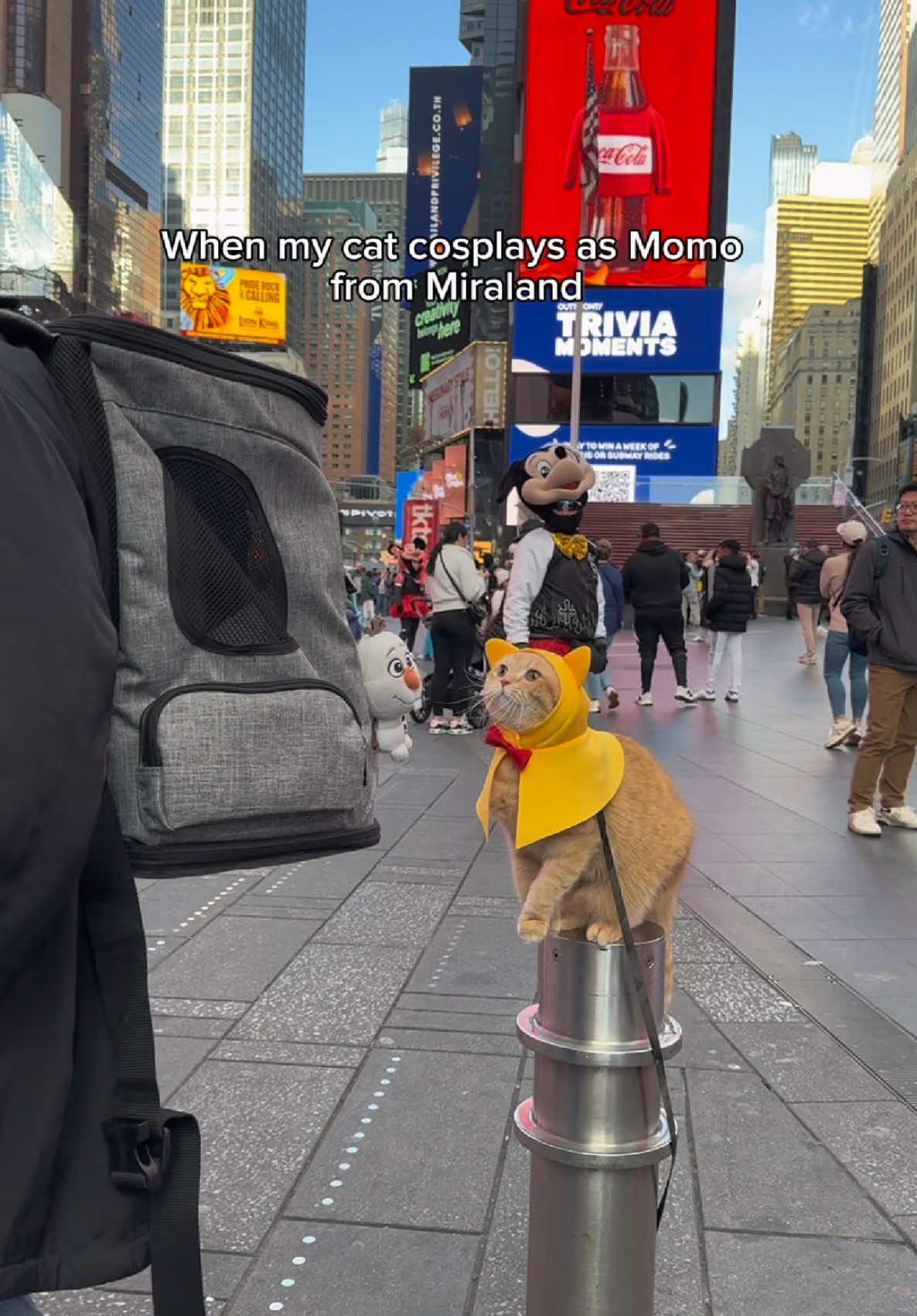 Would you like to join Momo to embark on magical adventures in Miraland? @Infinity Nikki #InfinityNikki #catsoftiktok #PetsOfTikTok #cats #catlover #newyorkcity