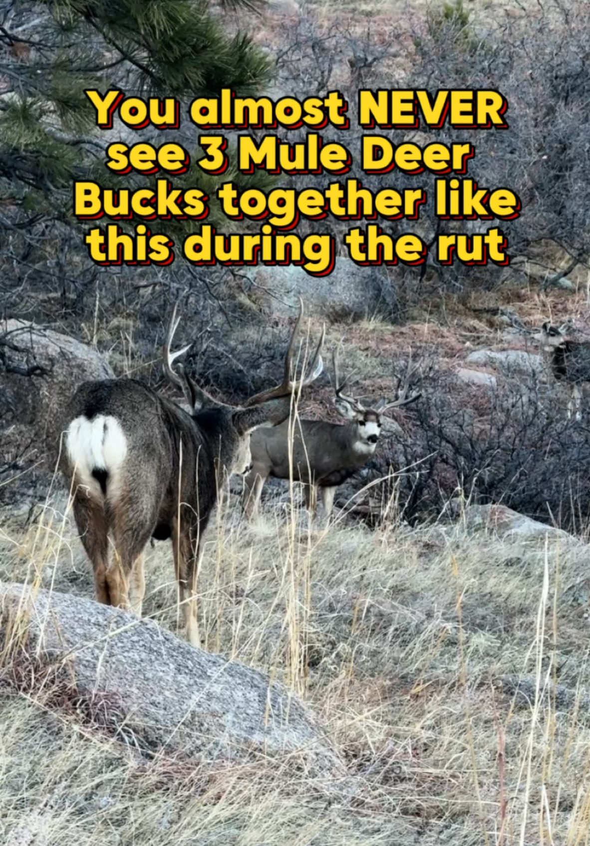 During the rut, testosterone levels are so high, you won’t see them in the same area unless they’re fighting. The Buck in the back was the alpha of this group and the most aggressive but they hung out with each other for a few hours here. #deervideos #muledeer #naturevideos #cheyennemountain 