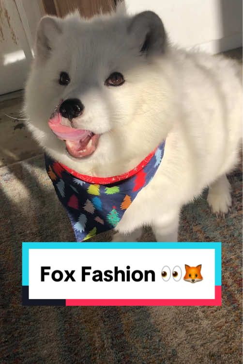 Aku, the most fashionable fox 🦊✨😂🎄 #fox #arcticfox #fyp #fashion #fy #floof #exoticpets #cute #animallover #christmas 