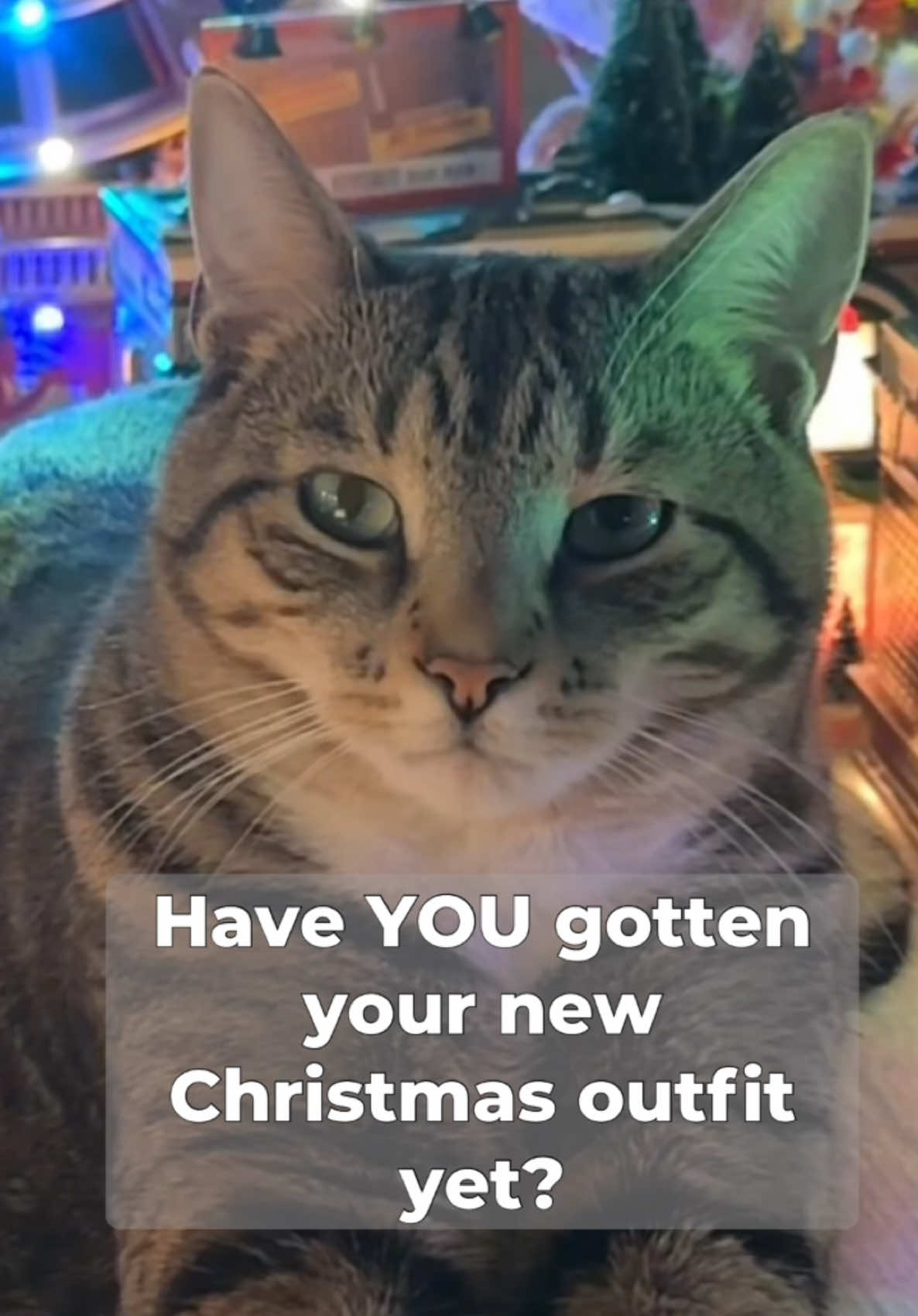 YULE CAT KNOWS YOUR RATTY CLOTHES!!! #yulecat #yulecatlegend #yulecatiscoming #christmasvillage2024🎄 #christmastiktok #christmasvillagetiktok #christmasvillagecats #christmas2024 #catsoftiktok #funnycats #funnycatvideos #cats @Falln 