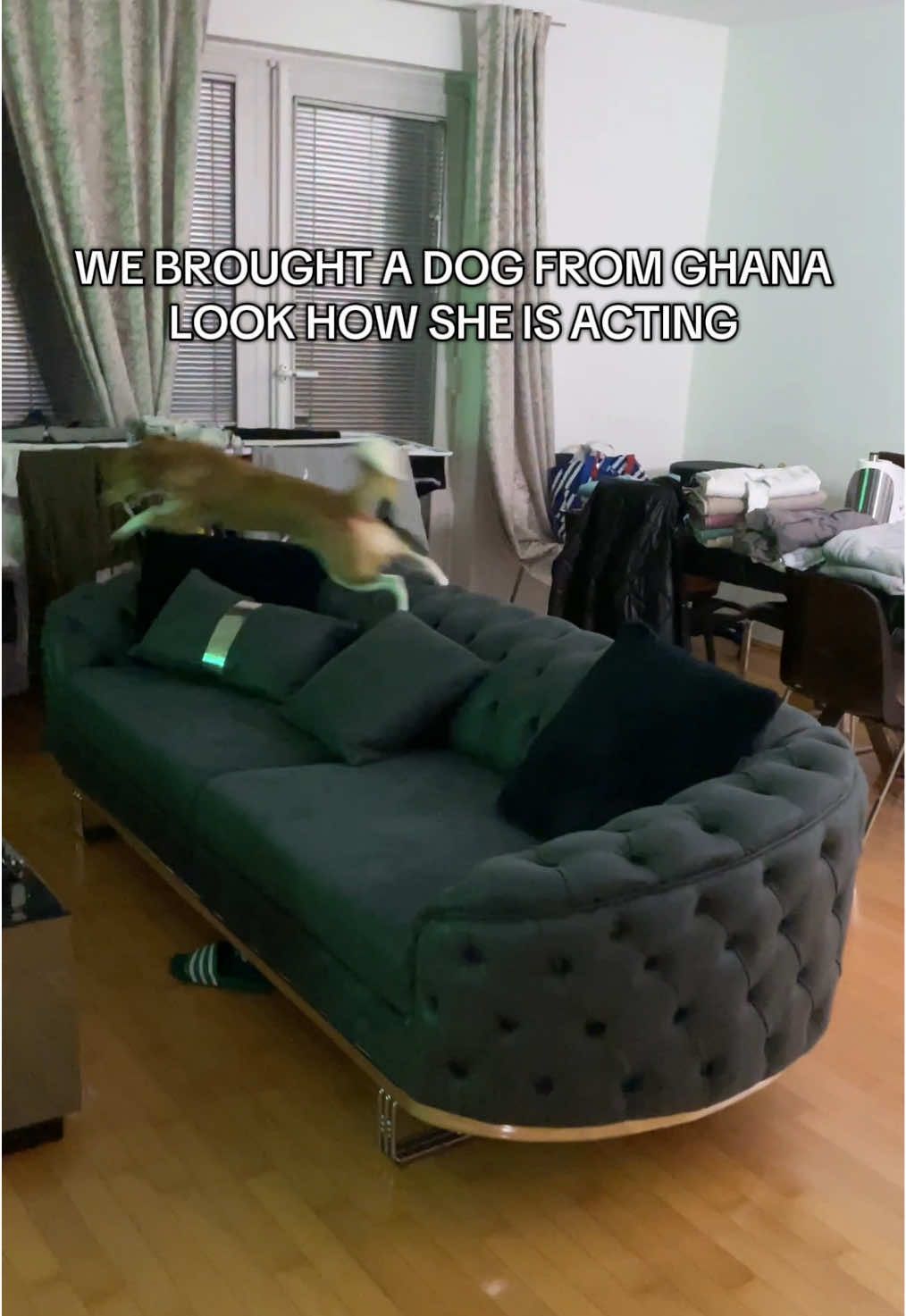 abeg what is this?😂😂  #fyp #foryouu #ghanatiktok🇬🇭 #ghana #dog #dogsoftiktok #dogmom #funnytiktok #viral_video 