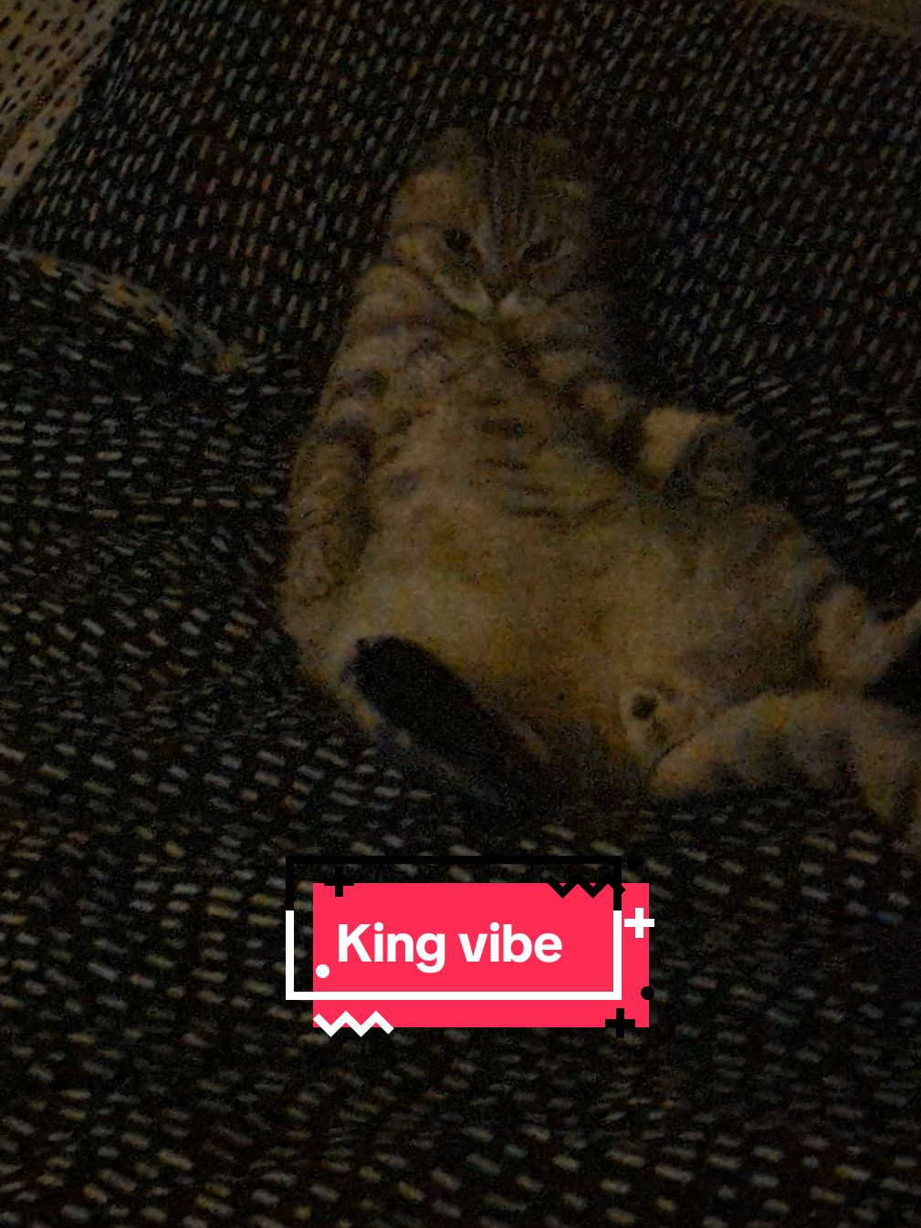 Micius King vibe stiliuje ozurpavęs Izauros lovą 😂 #king #vibe #boss #chill #dizurnikas #catsoftiktok 