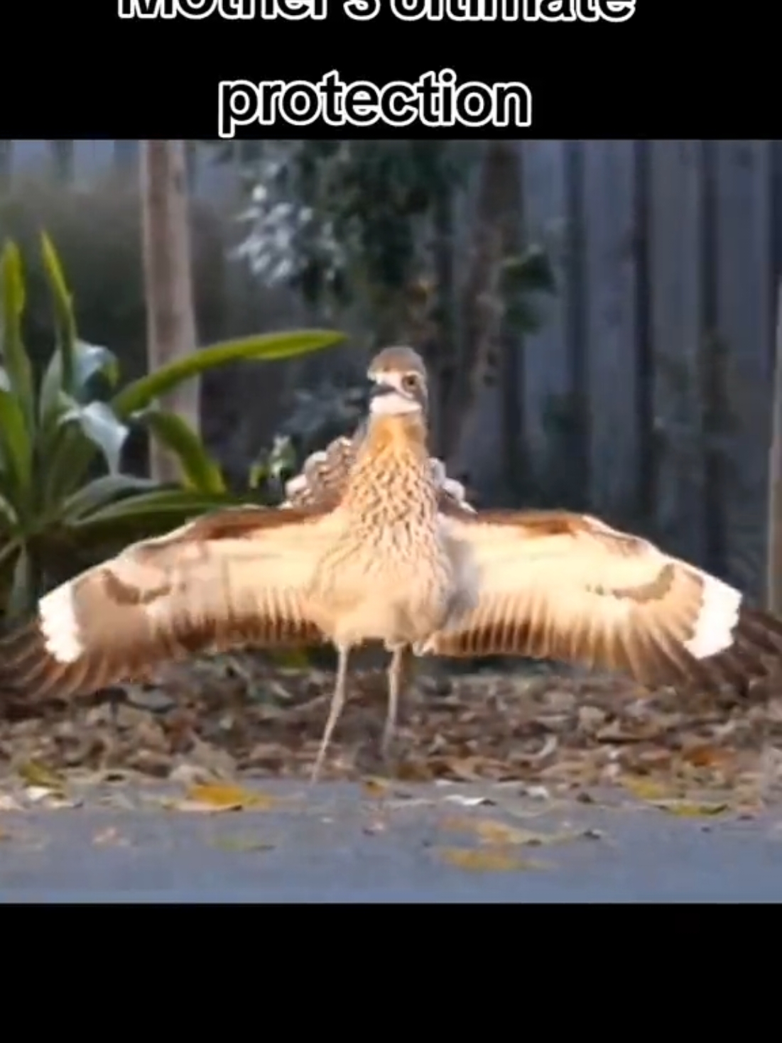 #onthisday #aroundtheworld #viral_video #viralvideos #viralditiktok #bird #birdtiktok #birdlover #birdlove #birdslove #birdwatching #birdlife #birdsofafeather #motherlove #mother #motherhood #motherdaughter #mothersday #protection   #allaboutbirds #justbirds #trendingvideo #trendingsound #trending #todaytrending #birdtricks #birds #nature #natureza #naturevibes #naturelover #natureathome #foryou #foryouu #foryoupage❤️❤️ #foryoupag #for #foruyou #foryour #fyp #fypp #fypdong #trending #trendingvideo #trendingsong #trendingsound #trendingtiktokviral #flighthouse #todaysvideo #today #todaytrending #phillipines #southafrica #southafricatiktok🇿🇦 #capetown #capetownsouthafrica🇿🇦 #sa #satiktok🇿🇦 #allbirds #world_of_birds_  #birding #satiktok #flighthouse #bestbird #bestvideo #bestvideos #bestview #wildlifelover #wildlifephotography #wildlifephotographer #wildliferescue #wildlife #photoshoot #photographer #photography #capture #captured #OhNo #isitreal #waterbirds #raptors #birdsofprey #birdsofparadise #stunning #awesomeisus #canary #canarias #canaries #canarias🇮🇨 #canario #singer #show #showyourfreestyle #showyourglow #breeding #breeder #canarybreeder #canarybreeding #finch #finches #budgiesoftiktok #budgielife #usa🇺🇸 #ukraine #uktiktok #usatiktok #mexico #indonesia #pakistan🇵🇰 #pakistani_tik_tok #bangladesh #belgium #denmark #latvia #norway #taiwan #somalia #unitedkingdom #australia #newzealand #canada_life🇨🇦 #canada🇨🇦 #India