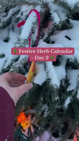 Day 2 of our Festive Herb Calendar celebrates the resilient and symbolic pine, a cherished evergreen that has long been tied to solstice traditions and the spirit of the season. In Scandinavian lore, the solstice was celebrated as Yule, where evergreens reminded people of spring’s rebirth and life’s endurance through the darkness. Norse mythology tells us the first man sprang from an ash tree—the revered World Tree, Yggdrasill, whose roots, trunk, and branches connect Heaven, Earth, and the Netherworld. Evergreens were used to decorate homes and barns, bringing light and hope into the coldest days of winter. While pine is today’s theme, our Social Media Coordinator, Holly brought its spirit to life by decorating the spruce tree in her front yard with dried orange slices and birdseed bells—sharing the joy with our feathered friends. 🍊🐦✨ How do you connect with nature during the festive season? Let us know below and join us tomorrow for a kid approved cookie recipe. . . . #holidayjoy #WildRoseCollegeFestiveHerbs #pinetree #pinetrees #herbalistsofinstagram #festive #holidaytiktok #holidays