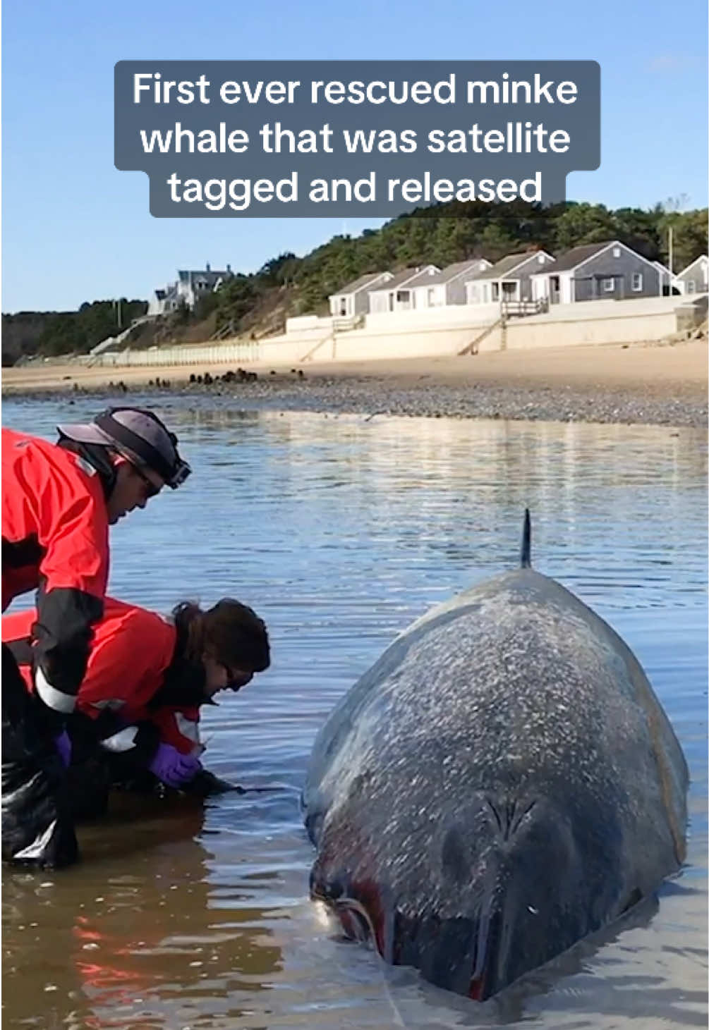 In 2017, our team responded to a call about a live stranded minke whale on Cape Cod.  It takes a team of highly experienced personnel to ensure that the rescue is conducted in a way that does not put the whale in even more danger than it was already.  We attached a small temporary satellite tag to the dorsal fin that would track the location for the next three months. Over a total of 83 days, this whale travelled essentially the distance from London to Hawaii.  This rescue turned out to be the first ever rescued minke whale that was satellite tagged and released.  Activites conducted under the authorization of a Stranding Agreement with NOAA under the MMPA. 