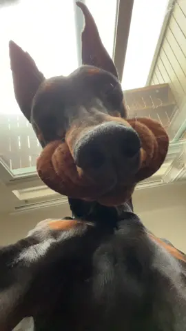 Just another awkward day with Maverick staring at you #awkward #dogsoftiktok 