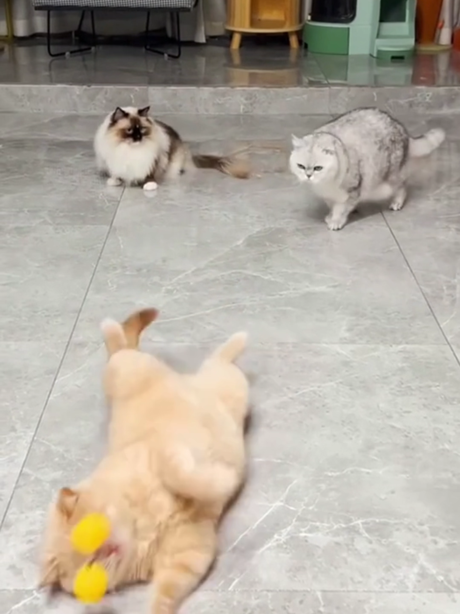 Poor orange cat - Too Funny to Miss! 🐾🤣 #funnycatvideos #cutecat #pets #funnyanimals #petlovers #adorable #viralcatvideo #trendingnow #animalcompilation