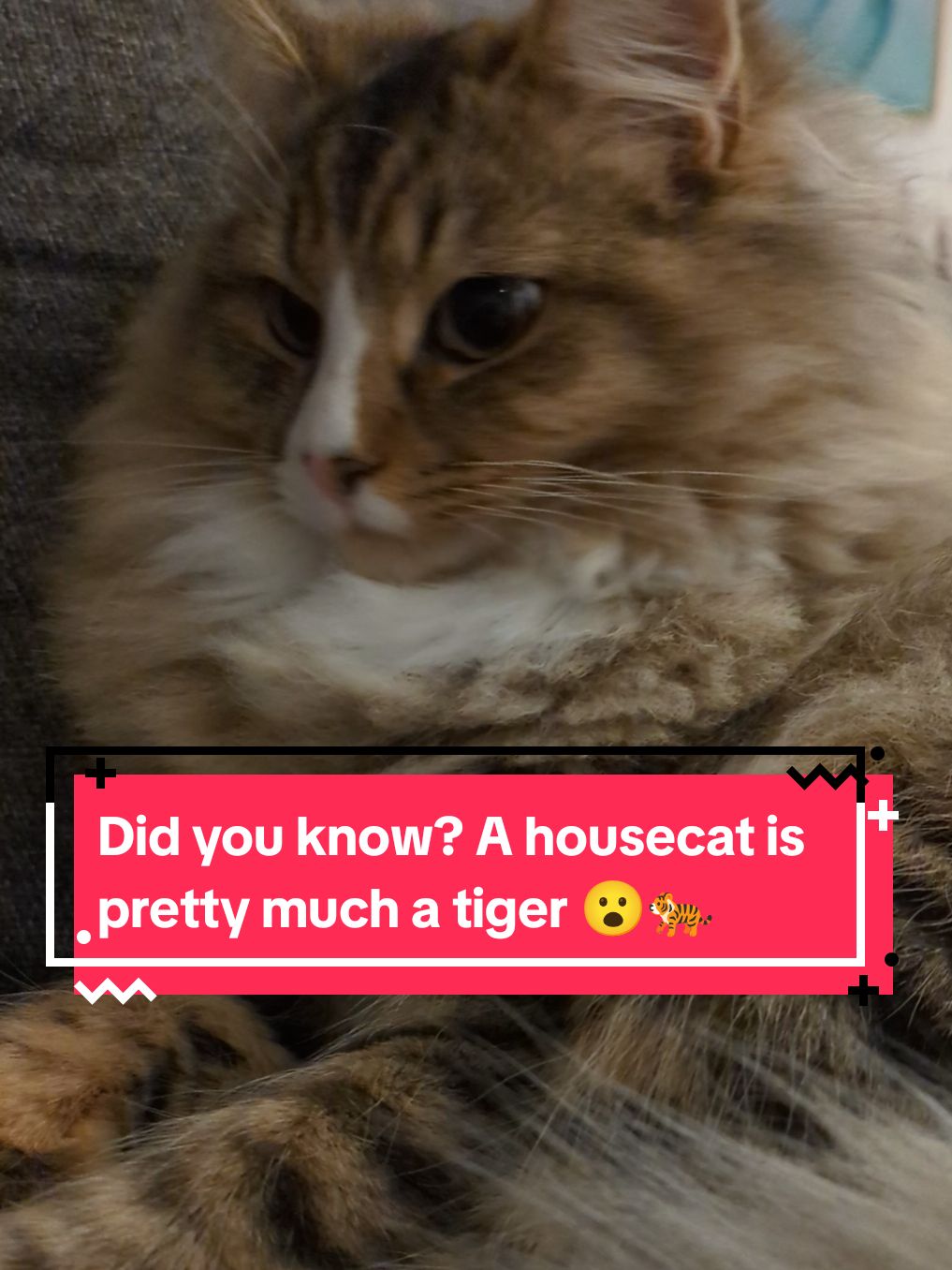 Did you know? A housecat is pretty much a tiger 😮🐅 #catfacts #catsoftiktok #cattok #catlovers #kittenlove