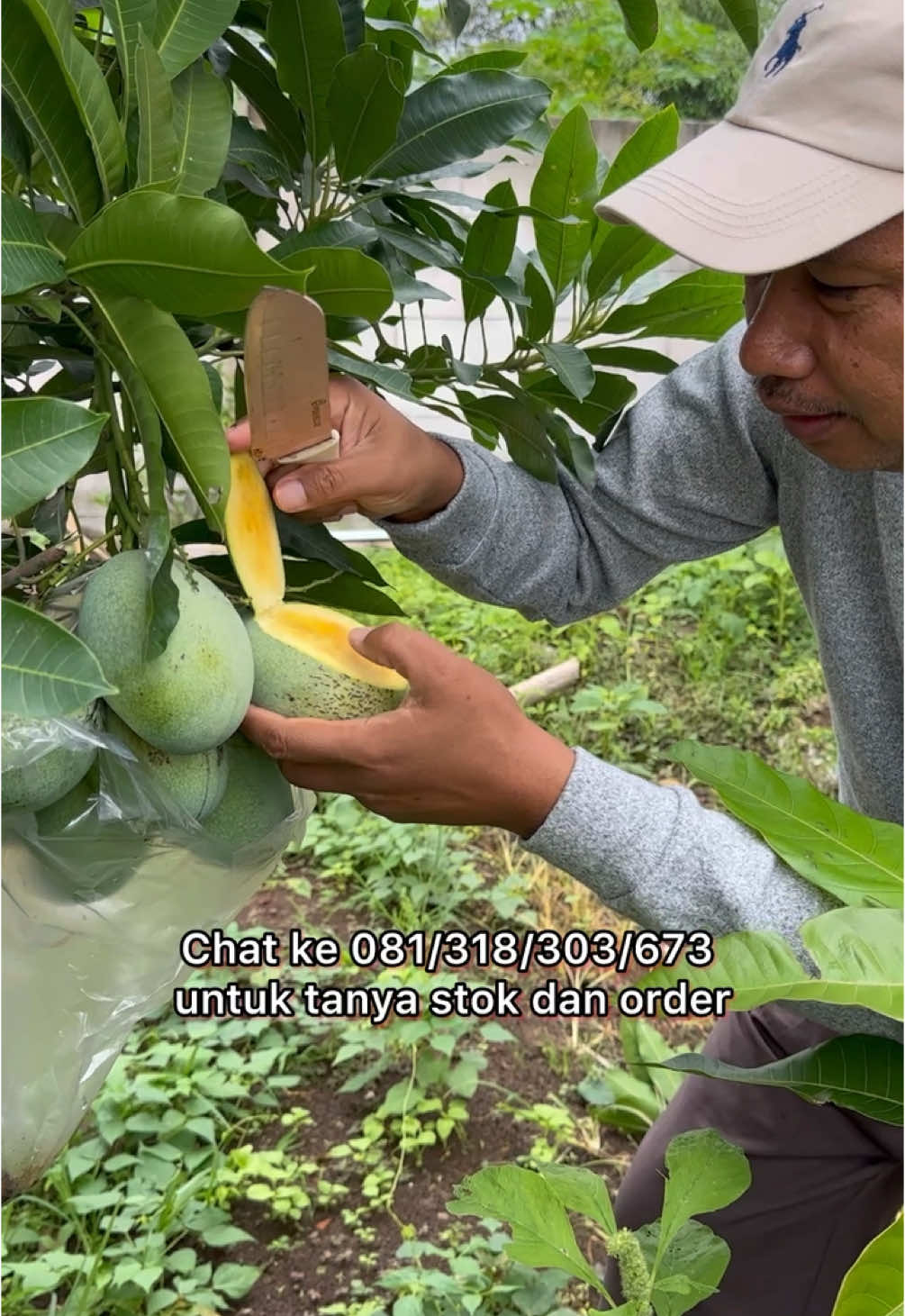 Alhamdulillah Dapat Menikmati Mangga Madu Matang di Pohon (Pengiriman dari Cianjur ke seluruh Pulau Jawa) #alhamdulillah #mangga #mango #fruit #fruits #buah #buahmangga #fyp #fypシ゚ #fypage #viral #viraltiktok #foryoupage #tranding #tiktokviral #petanimuda #petaniindonesia🇮🇩🇮🇩🇮🇩🌿🌿 #berkebun #berkebundirumahaja #village #villagelife #hobby #cianjur #salimdaily 