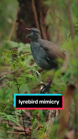 Superb lyrebird showing off his reportiore during the winter breeding season. Such amazing mimicry. I miss hearing it through the warmer months, as their displays become far less frequent. #lyrebird #lyrebirdsound #birdsoftiktok #bird 