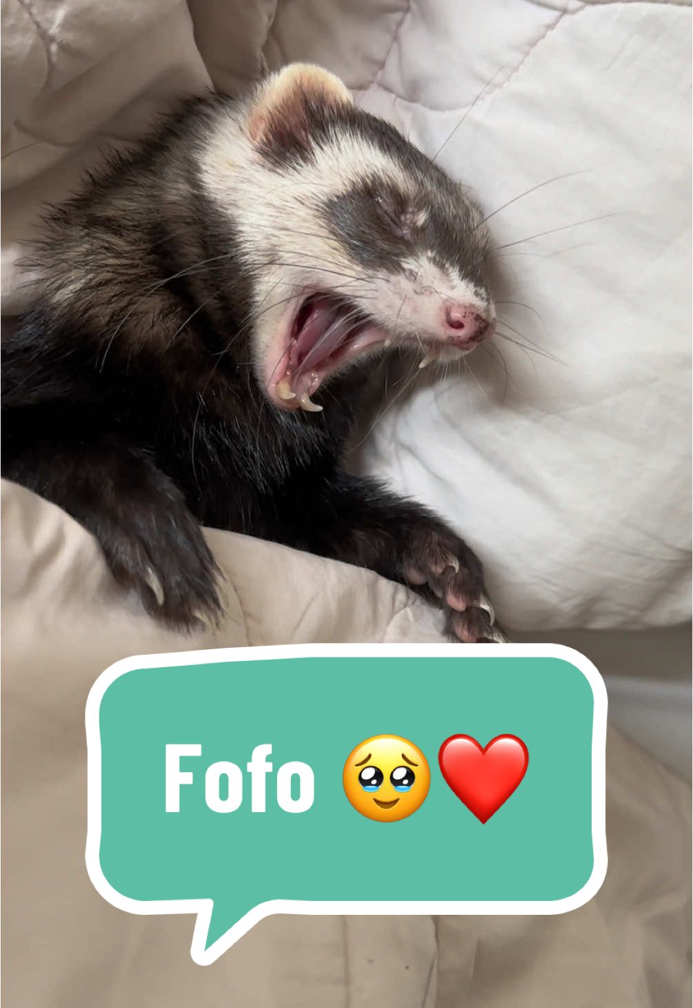 Imagina virar e ver esse fofo 🥰❤️ #furao #animais #pet #vet #gatos #cachorros #hurones 