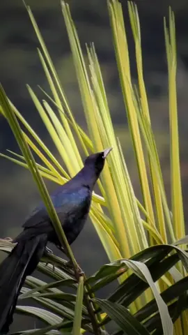 Este es el Zanate Mexicano 🪶 🇬🇧 Great-tailed Grackle  🇲🇽 Zanate Mexicano  🆔 Quiscalus mexicanus #bird #ornithology #costarica #birdwatching #birding 