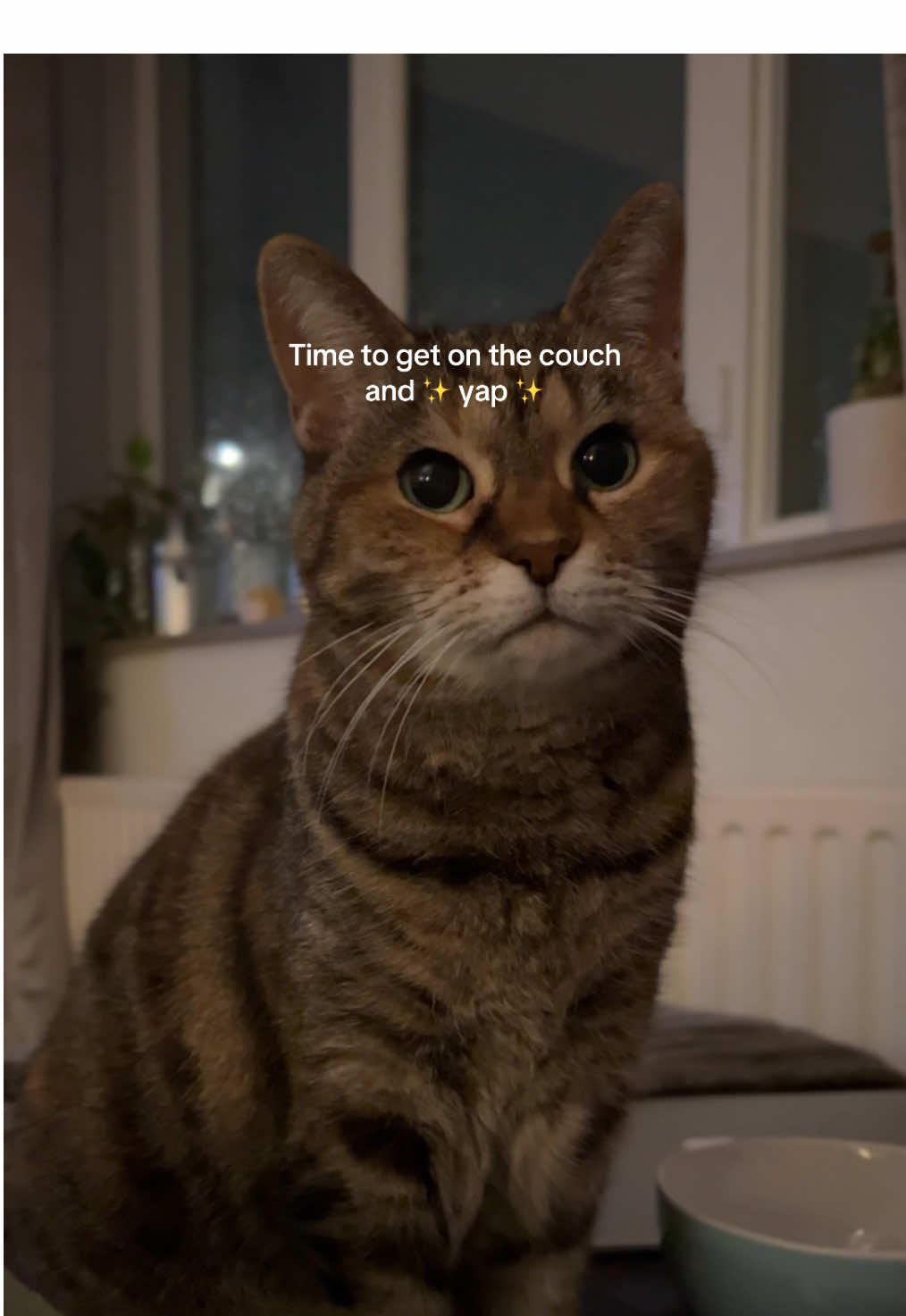 Time to get on the couch and yap ✨ #mousethecat #talkingcat #talkingcatsoftiktok #funnycat #catsoftiktok 