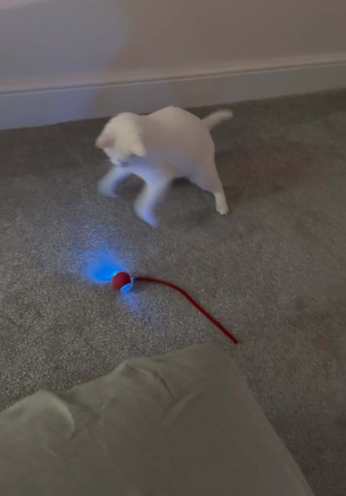 #cattoyreview #automaticcattoy #electriccattoy #mousesimulator🐭 