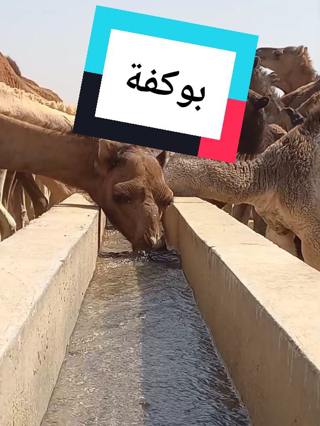 حاسي بوكفة   #الداخلة #العيون #موريتانيا #نواكشوط #البادية 