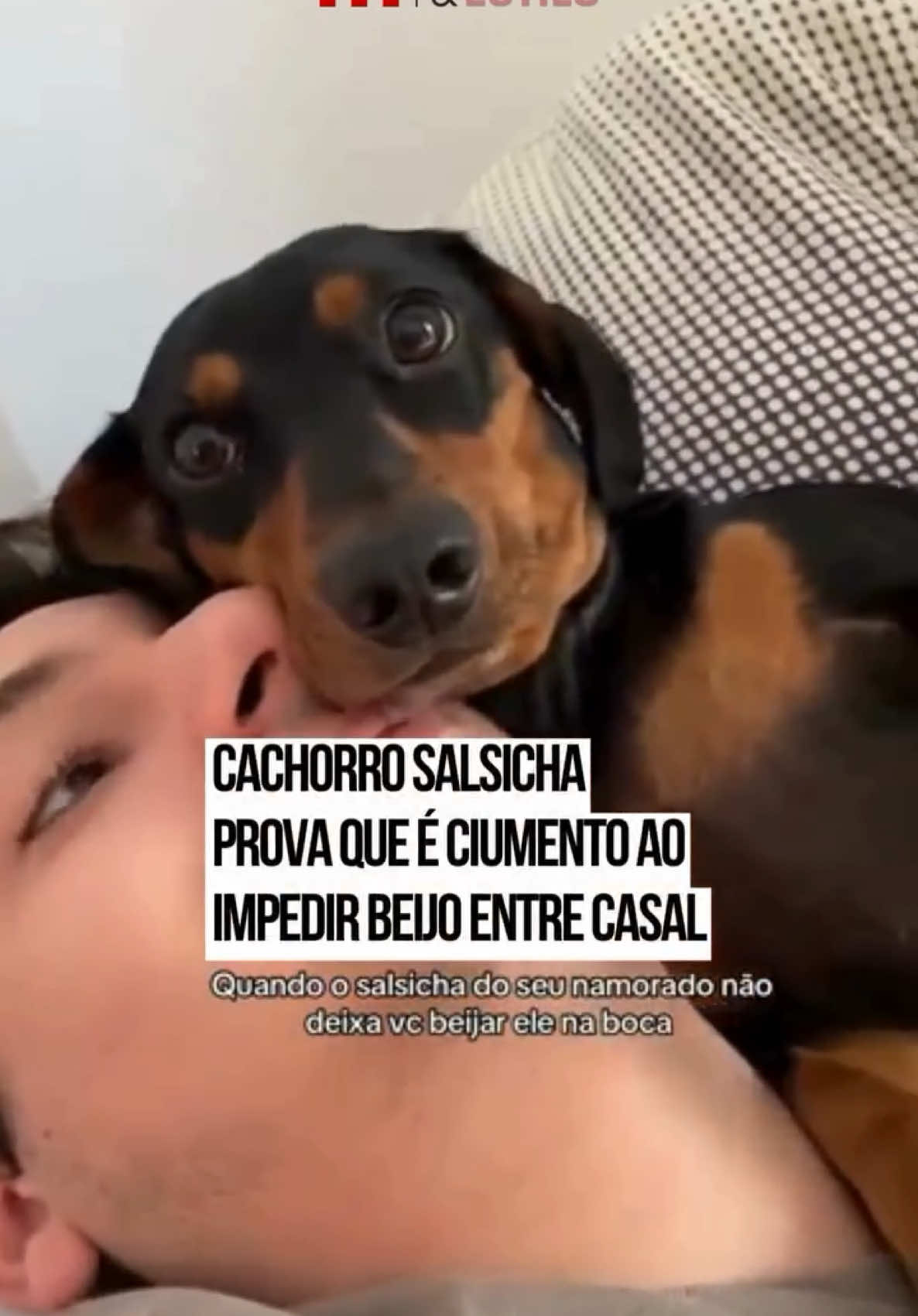 A internauta Anne Catherine compartilhou um momento divertido com seu #cachorro da raça #dachshund, conhecido como salsicha. Quando a jovem anunciou que beijaria o namorado, o doguinho rapidamente colocou o rosto entre os dois, como se estivesse impedindo a ação. O comportamento do cachorro, que demonstrou ciúmes de forma adorável, rendeu muitas risadas e reforçou a fama dos pets como “guardiões ciumentos”. #TikTokNotícias 🎥: @AC💋 |  @Myhoodbr 