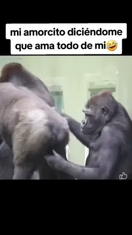 #fyp #fypシ #foryoupage#funny#animales#videosGraciosos ese Juan🤣
