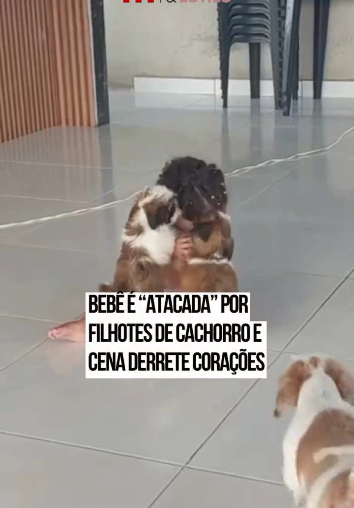 Um vídeo compartilhado no #TikTok mostra uma bebê sendo surpreendida por dois filhotes de cachorros da raça shih-tzu. Os doguinhos não economizam na animação e balançam o rabo ao subir em cima da pequena para lamber seu rosto. No entanto, a bebê parece não gostar muito dos “lambeijos” e tenta fugir do excesso dos cãezinhos. A cena viralizou nas redes sociais e divertiu os internautas. “O ataque mais fofo”, brincou uma pessoa. #TikTokNotícias 🎥: @Laís |  @Myhoodbr 