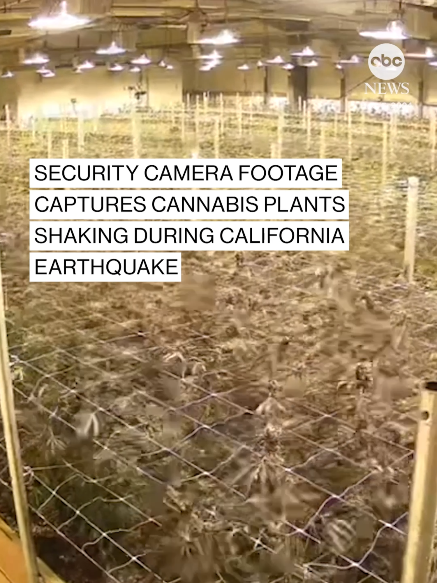 Security camera footage from a licensed grow house in Northern California shows flowering cannabis plants shaking as a 7.0 earthquake struck Humboldt County on Thursday. #news #earthquake #california #humboldt #abcnews