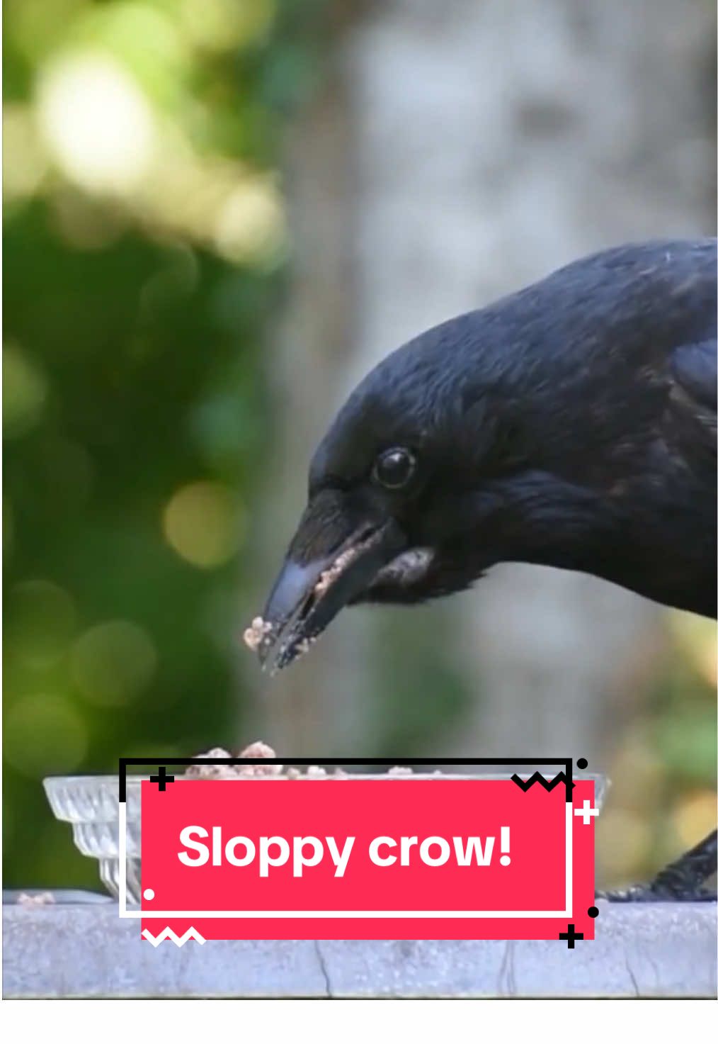 #crow #cooking #survival 